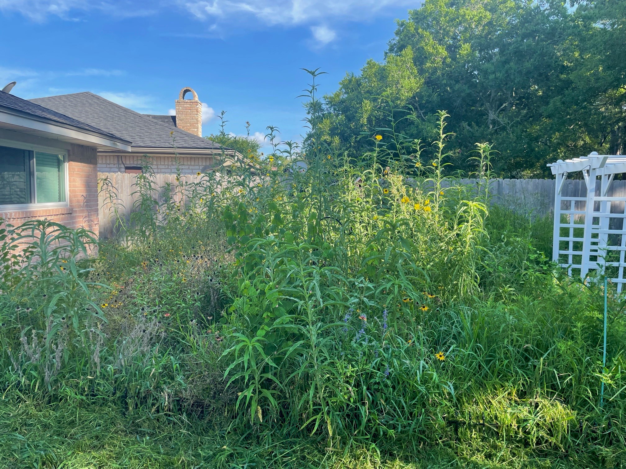Gallery Detail: My Journey To Bird Friendly Backyard Habitat