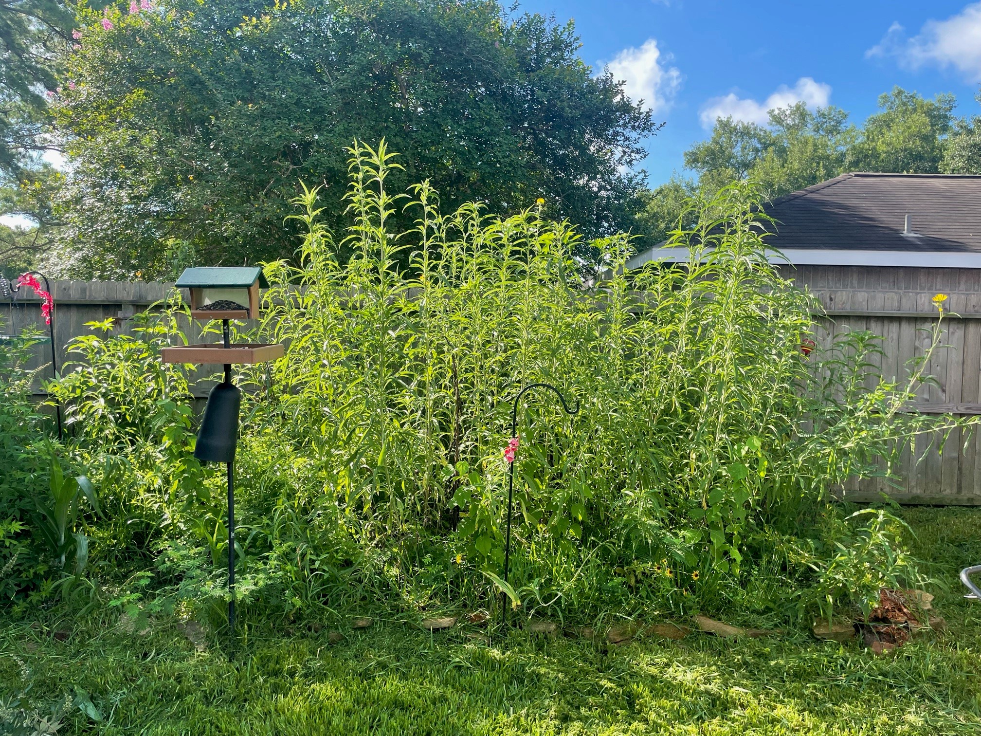 Photo inspiration: Picture Idea: My Journey To Bird Friendly Backyard Habitat