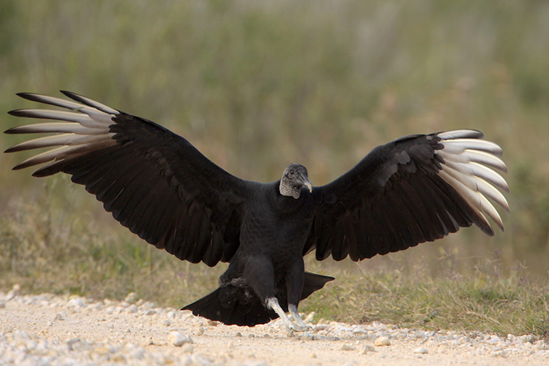 Beak of the Week – Black Vulture – Houston AuduBlog