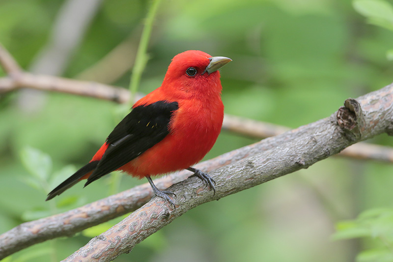 Beak of the Week – Scarlet Tanager – Houston AuduBlog