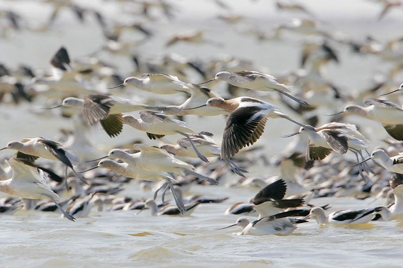 Beak of the Week – American&nbsp;Avocet
