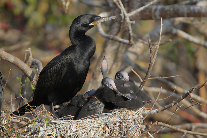 Beak of the Week – Neotropic&nbsp;Cormorant