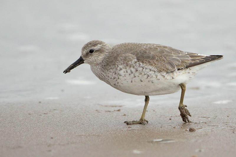 Beak of the Week – Red&nbsp;Knot