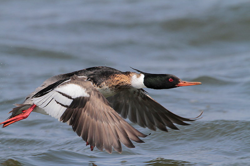 Beak of the Week – Red-breasted&nbsp;Merganser