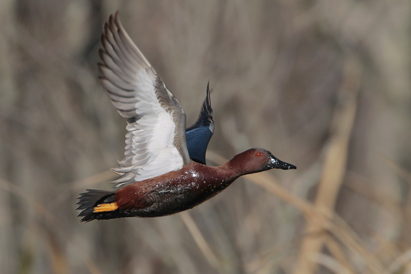 Beak of the Week – Cinnamon&nbsp;Teal