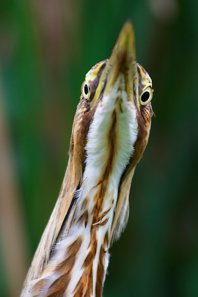 Beak of the Week – American&nbsp;Bittern