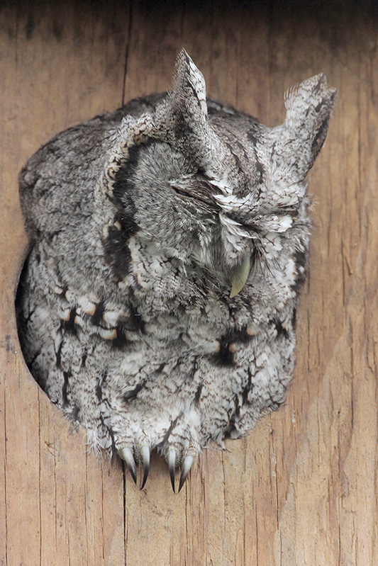 Cold Adapted Insects Cold Weather is Snow Problem for the Birds – Houston AuduBlog