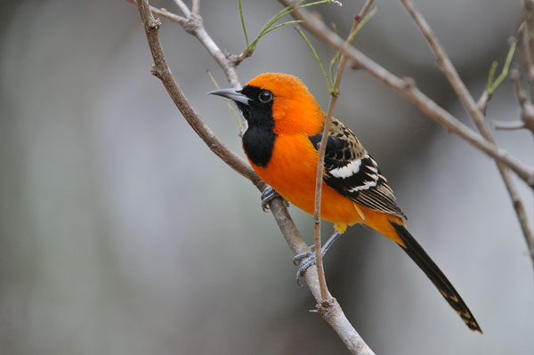 Beak of the Week – Hooded&nbsp;Oriole