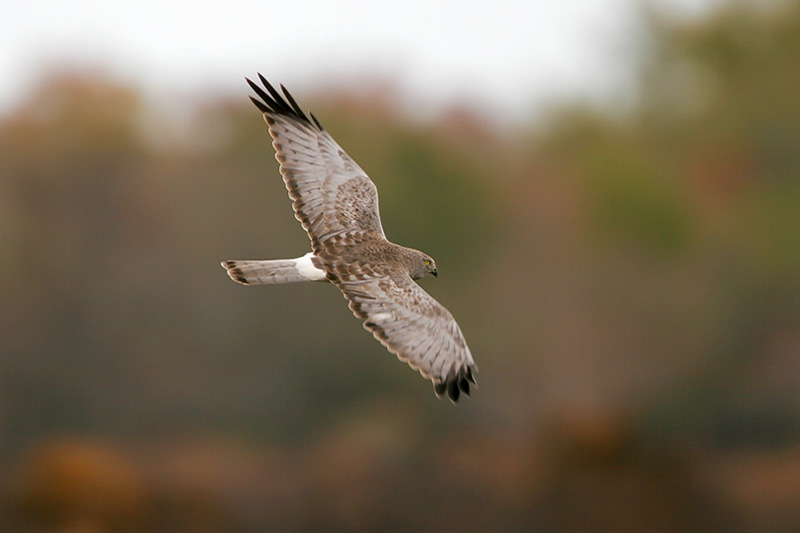 Beak of the Week – Northern&nbsp;Harrier