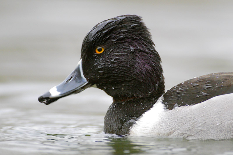Beak of the Week – Ring-necked&nbsp;Duck