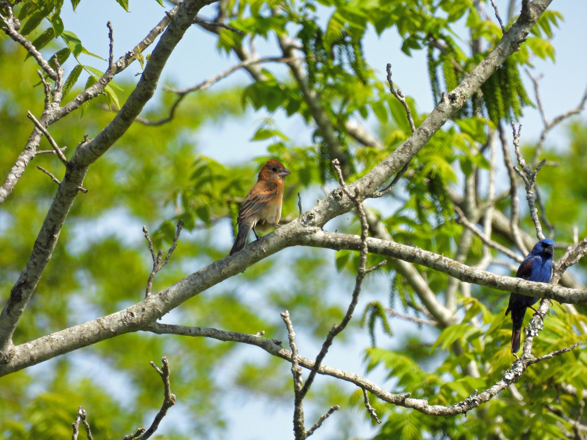 Your pre-spring guide to birding High&nbsp;Island