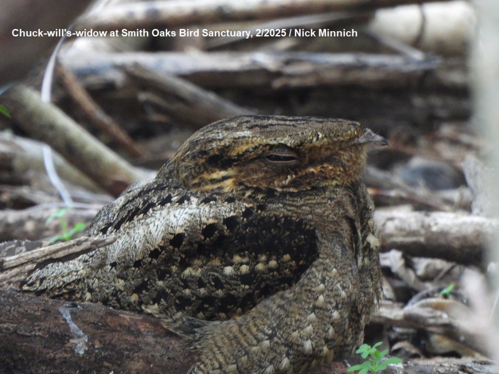 Beak of the Week – Chuck-will’s-widow