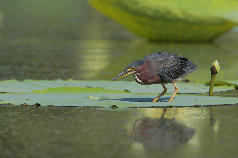 Beak of the Week – Green&nbsp;Heron