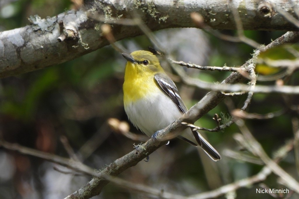 Beak of the Week – Yellow-throated&nbsp;Vireo