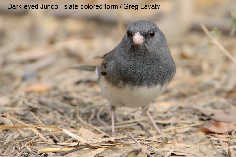 Beak of the Week – Dark-eyed&nbsp;Junco