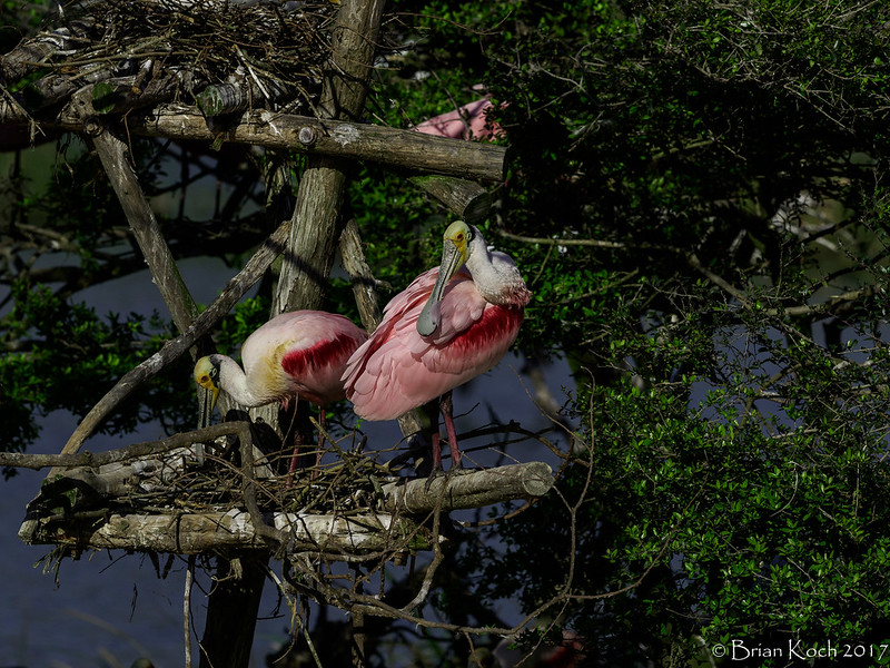 Orni-therapy: Birding for Mental&nbsp;Well-being
