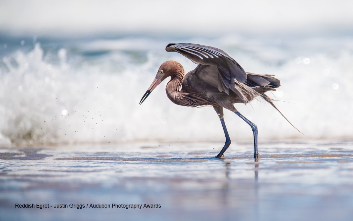 Protecting Endangered Species in a Fractured&nbsp;World