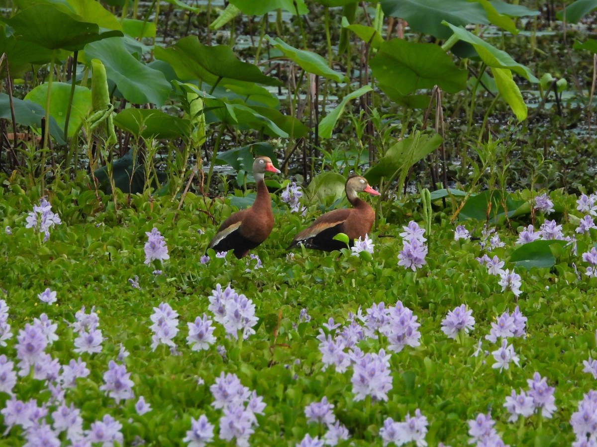 Hosting Student Bird Walks at Cullinan&nbsp;Park!