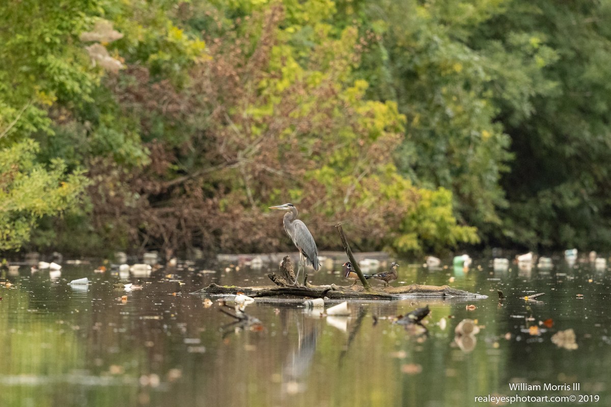 Plastic-Free July: Micro-plastic&nbsp;Pollution