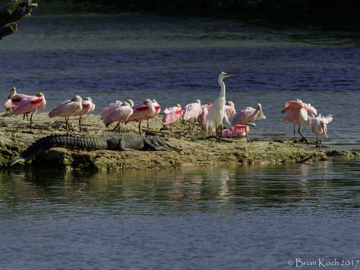 Murder at the Rookery: A Story of Trespass and&nbsp;Triumph