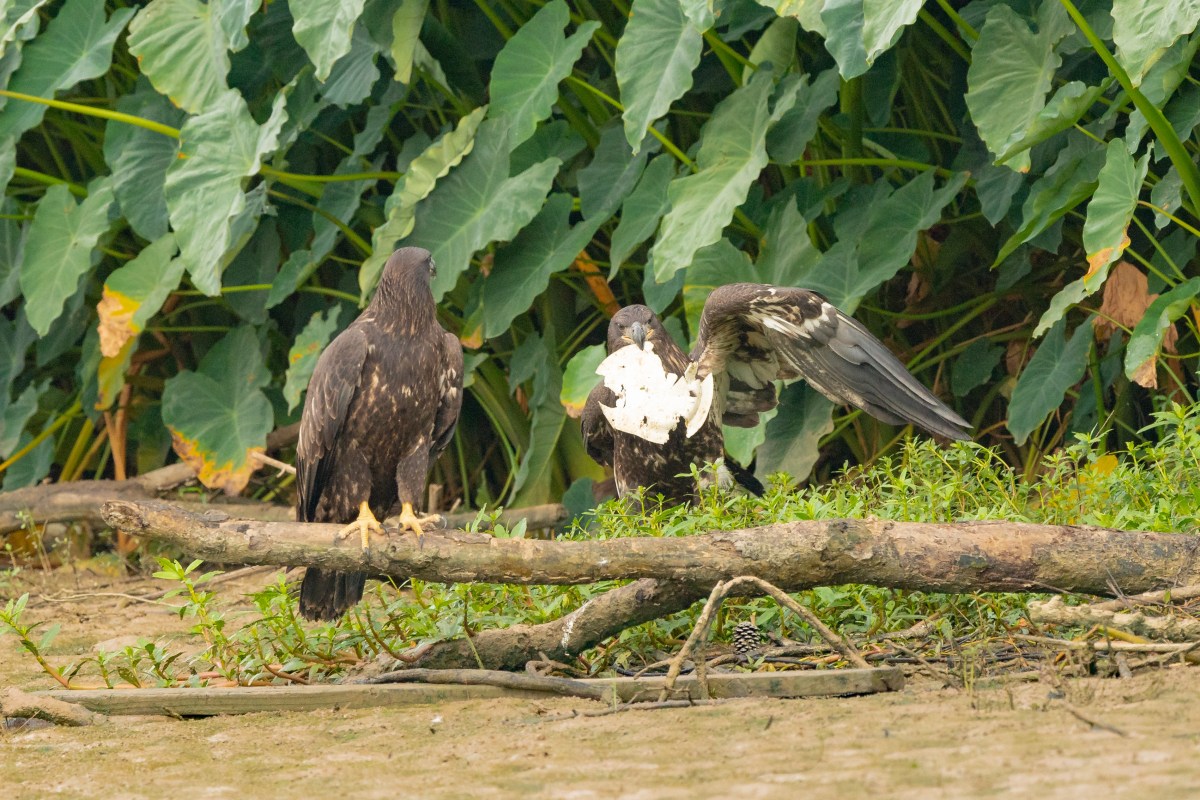 Plastic-Free July: Macro-plastic&nbsp;Pollution