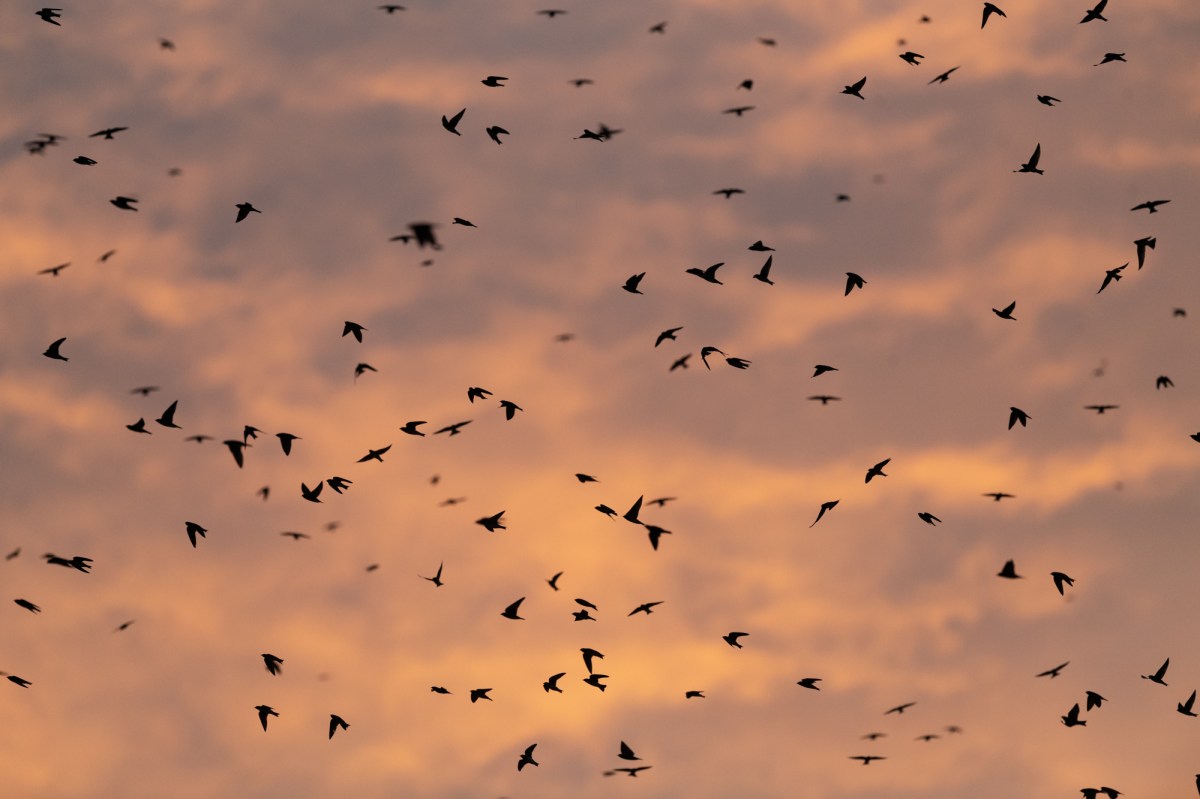 Purple Martins Over Houston: Watching the Skies Light Up with Radar and&nbsp;Roosts