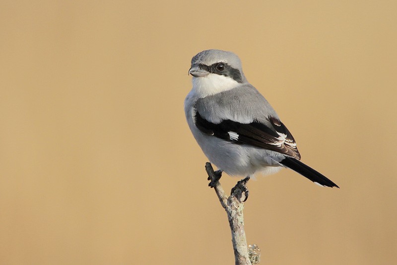 Beak of the Week – Loggerhead&nbsp;Shrike