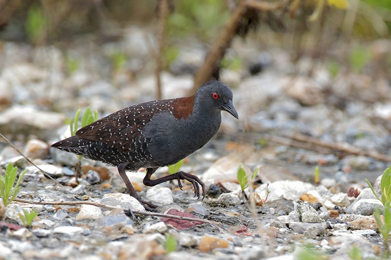 Beak of the Week – Black&nbsp;Rail