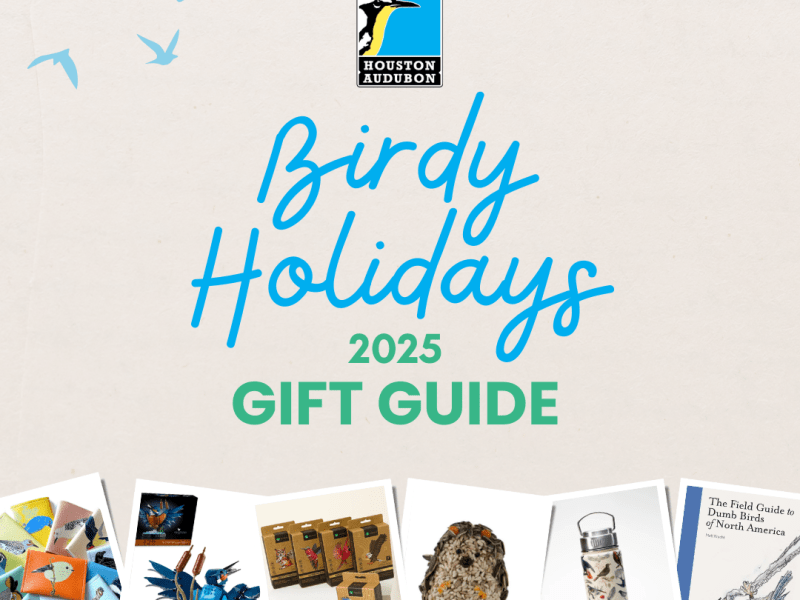 Your 2025 Birdy Holiday Gift&nbsp;Guide