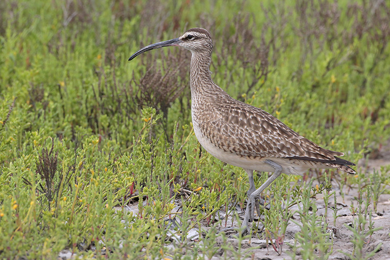 Beak of the Week – Hudsonian&nbsp;Whimbrel