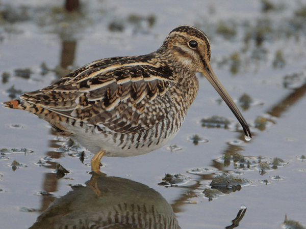 Beak of the Week – Wilson’s&nbsp;Snipe