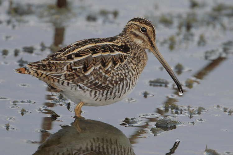 Wilson’s Snipe (Gallinago delicata) by Greg Lavaty
