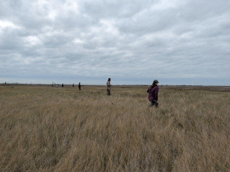 A line search across the Bolivar Flats Shorebird Sanctuary grasslands to track down cryptic species.