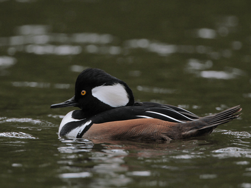 Beak of the Week – Hooded&nbsp;Merganser