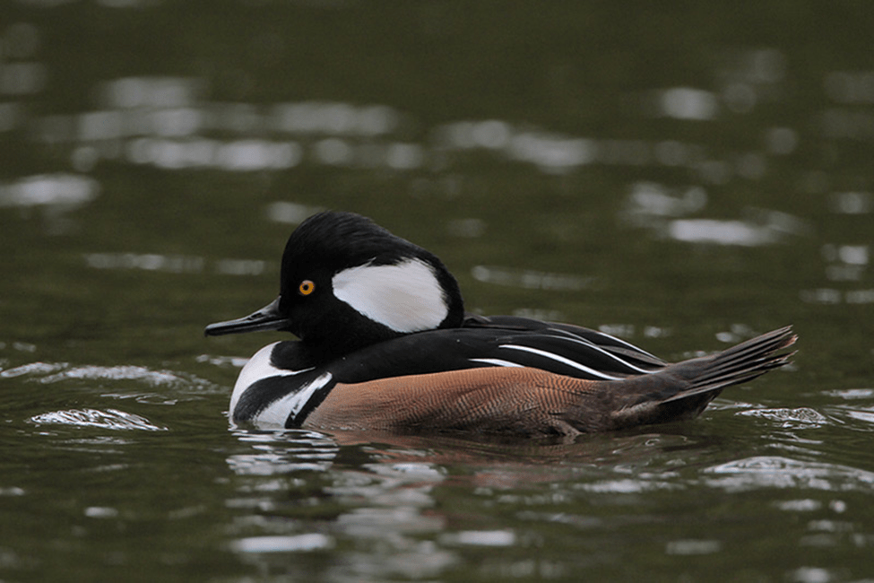 Beak of the Week – Hooded&nbsp;Merganser