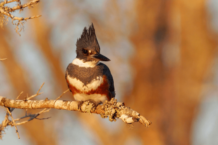 Belted Kingfisher (Megaceryle alcyon) by Greg Lavaty