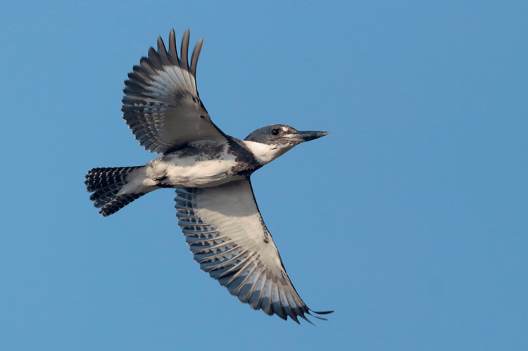 Belted Kingfisher (Megaceryle alcyon) by Greg Lavaty