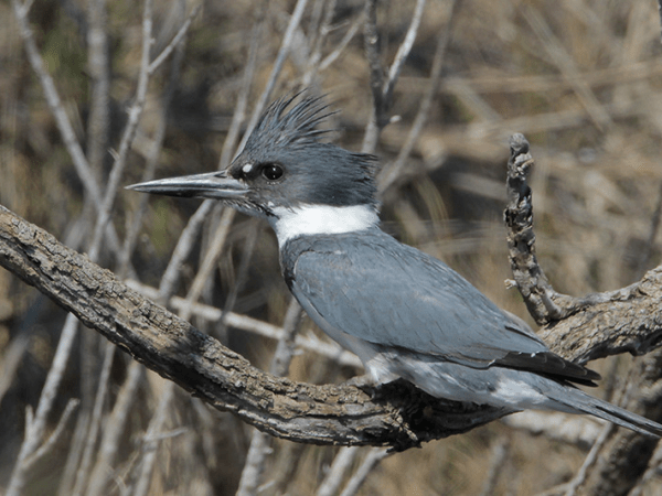 Beak of the Week – Belted&nbsp;Kingfisher