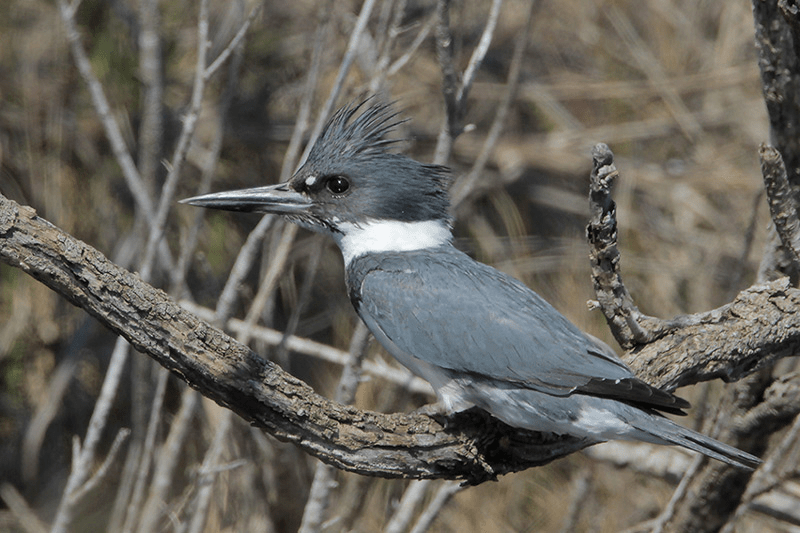 Beak of the Week – Belted&nbsp;Kingfisher