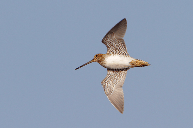 Wilson’s Snipe (Gallinago delicata) by Greg Lavaty