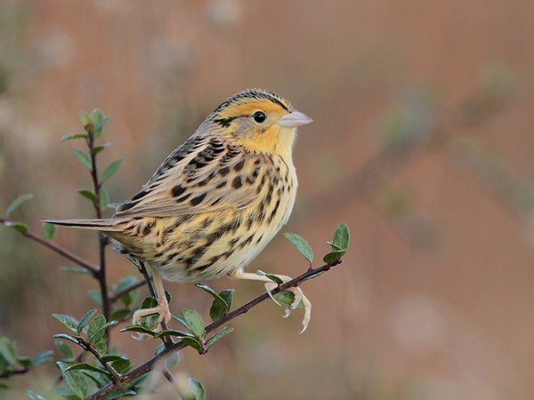 Beak of the Week – LeConte’s&nbsp;Sparrow