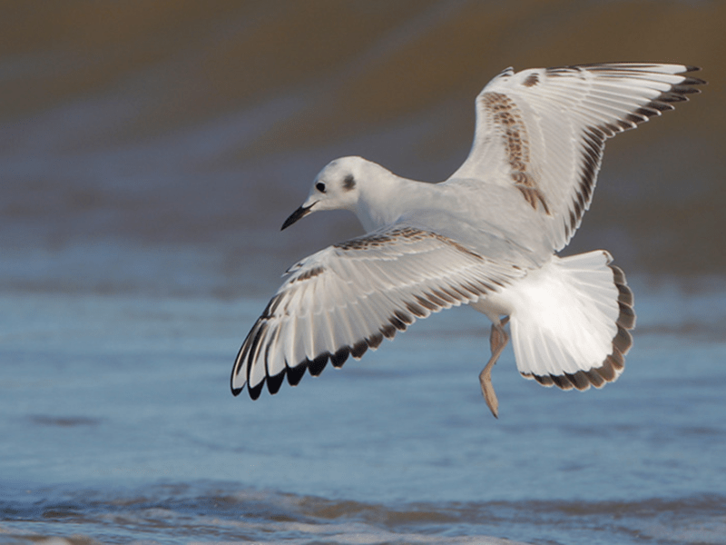 Beak of the Week – Bonaparte’s Gull