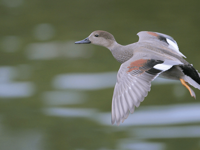 Beak of the Week –&nbsp;Gadwall