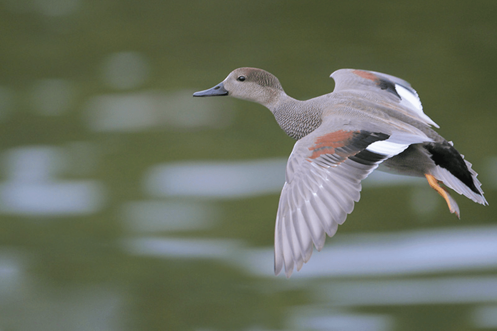 Beak of the Week –&nbsp;Gadwall