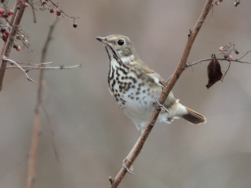 Beak of the Week – Hermit&nbsp;Thrush