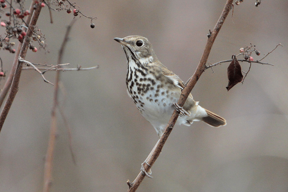 Beak of the Week – Hermit&nbsp;Thrush