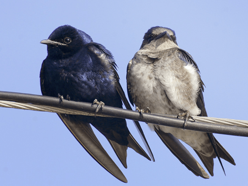 Beak of the Week – Purple&nbsp;Martin