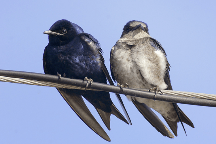 Purple Martin (Progne subis) by Greg Lavaty
