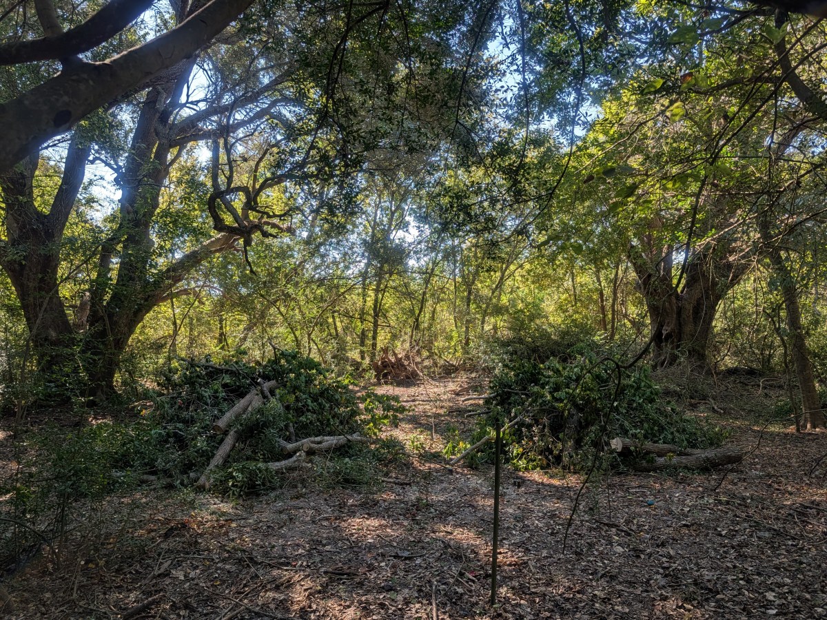 Invasive Species Awareness Week: Restoring Balance at High&nbsp;Island