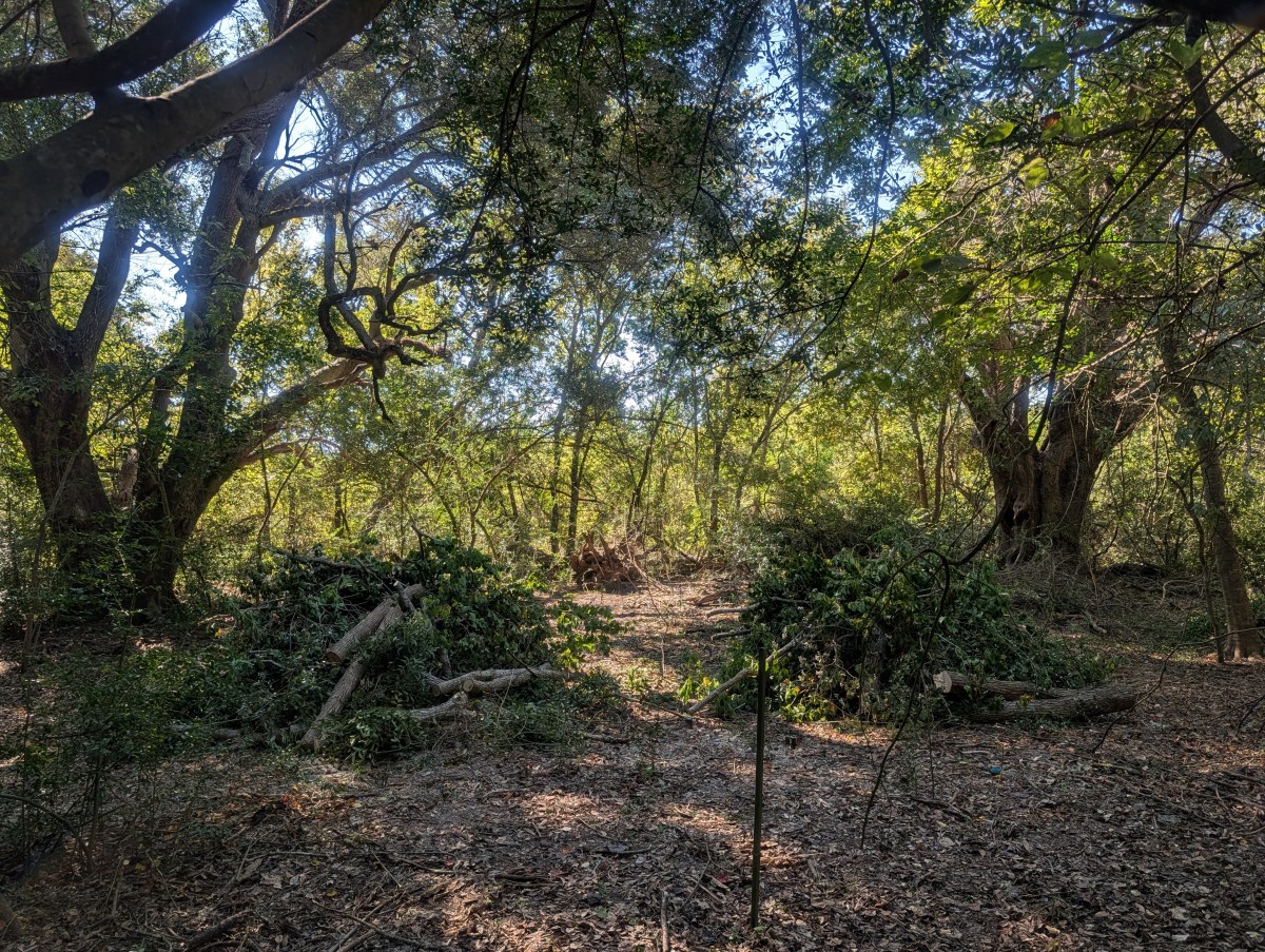 Invasive Species Awareness Week: Restoring Balance at High&nbsp;Island